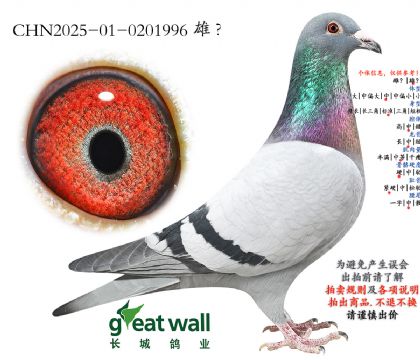 11.黑哈迪子代.0201996