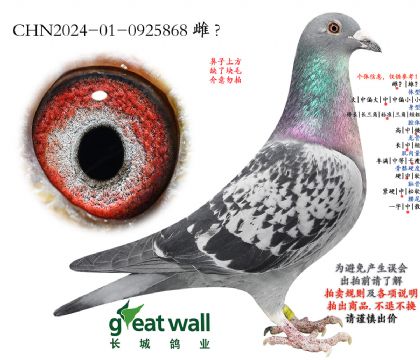 10.新荣耀号孙代.0925868