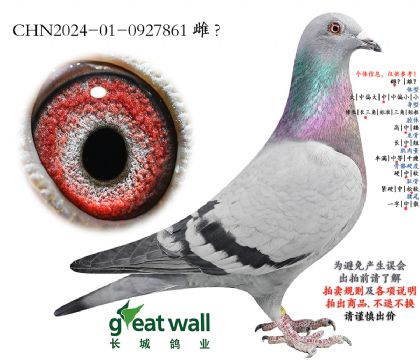 12.黄金王子近血孙代.0927861