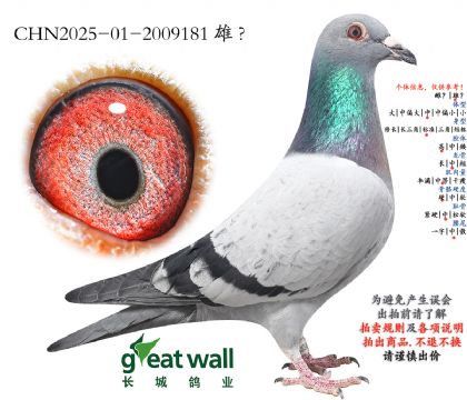 2.保时捷x奶酪血系.2009181