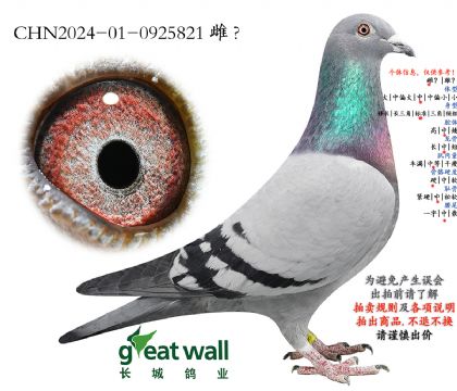 1.阳光鸽王109名子代.0925821