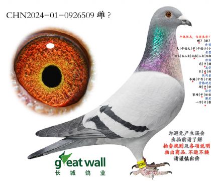 4.兰布瑞契血系.0926509