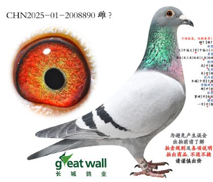 6.新荣耀号x图尔斯.2008890