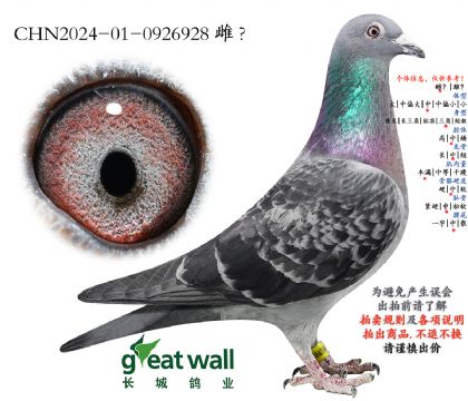 8.鲁迪孙代.0926928