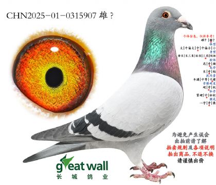 11.暴雪国王基特尔孙代.0315907