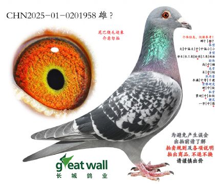 13.索兰吉779孙代.0201958