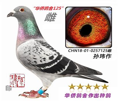 8��--����������ϵ���Ѫͳ0257125-��