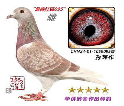 9��--ղɭ019ϵCHN24-01-1059095-��