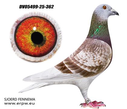 基特尔曾孙、格莱佩尔曾孙362 雄