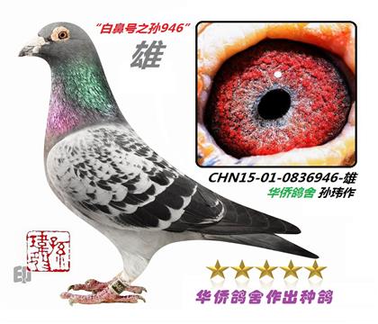 13��--�����������ھ��ױǺ�����-0836946��