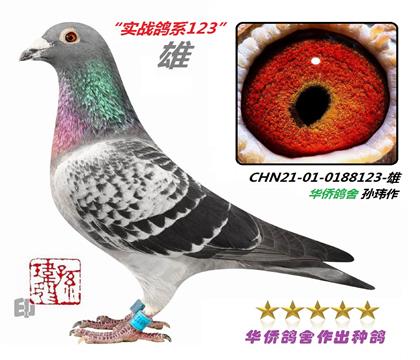 12��-���ȸ��������ָ�123-��