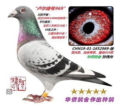 15��--ղɭ019ϵ�޽�.��������ϵ1652969-��