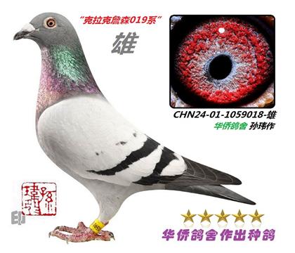 16��--ղɭϵ019ϵ��Ѫ�ָ�018��