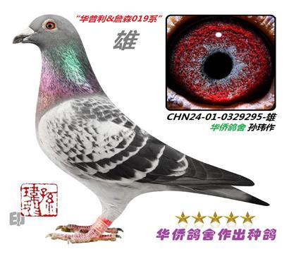 18��--������Xղɭϵ-0329295-��