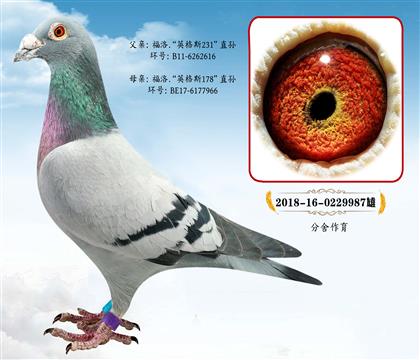 �v�R�����������Ӣ��˹231ֱ�OXӢ��˹178���H