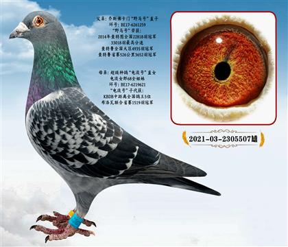 ��˹���T��Ұ�Rֱ̖��X���ֱ̖Ů��