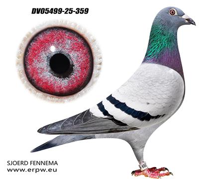 7次冠军曾孙女359 雌