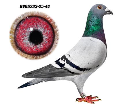 基特尔X奥林匹克罗西塔X鸽王8名44 雄