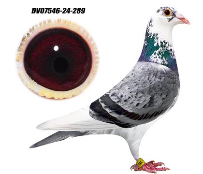 基特尔双重曾孙289 雄