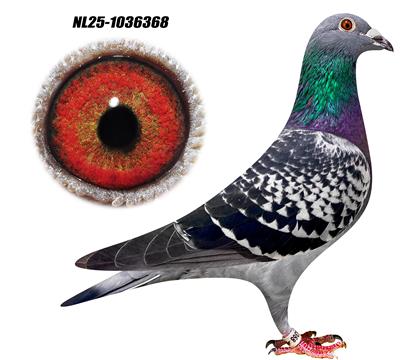 巴塞罗那千公里冠军曾外孙女368 雌