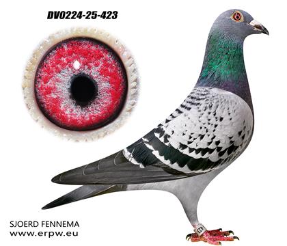 四万羽4名双重曾孙女423 雌