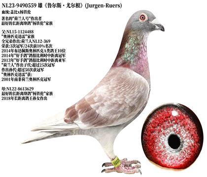 8��³��˹���ȶ������Ǳ�x������