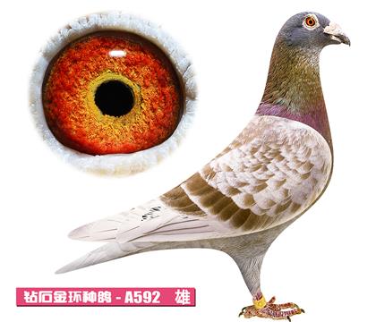 ���ǲ���-�ú��A592