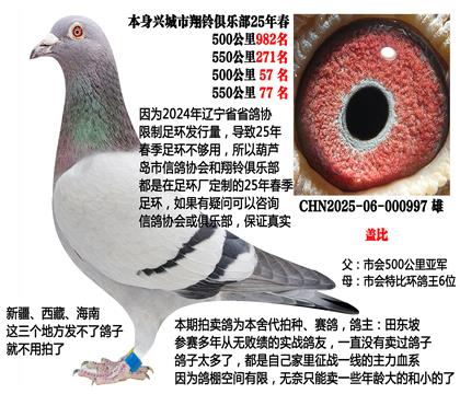 500公里总亚军X特比环鸽王6位(主血—盖比)