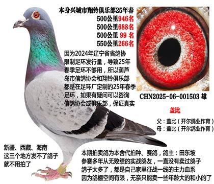 开尔鸽业-盖比x开尔鸽业-盖比(双盖比作育)