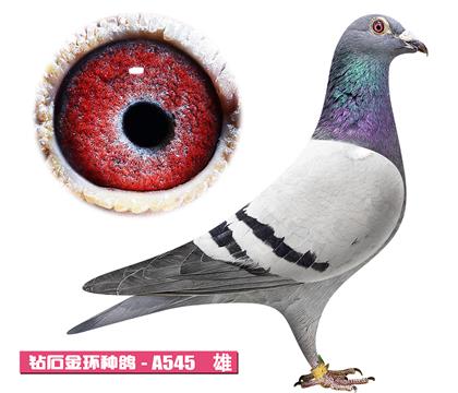 ����-����ƥ��A545