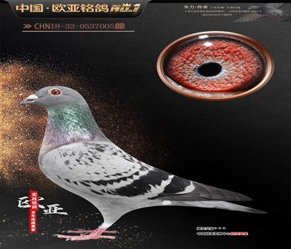 ղɭԭ�ṫ����131X�ϰ��۽�ĸ867