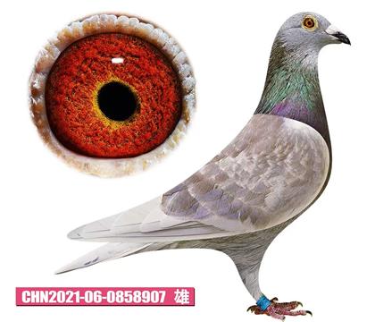 ��������������-�����ţ��907