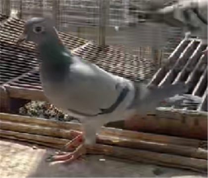 ��������Ӣ��˹656