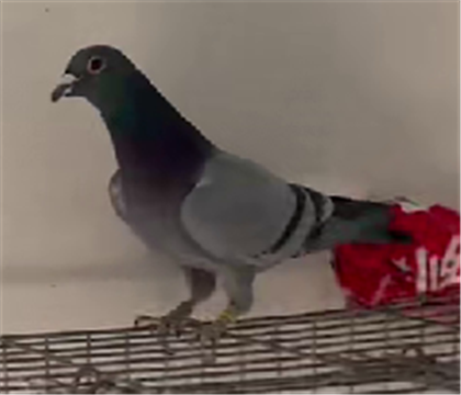 ���������Ǳ�A06