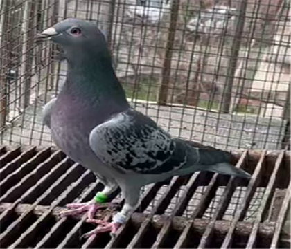 �������룺��ѻ��ض�696����