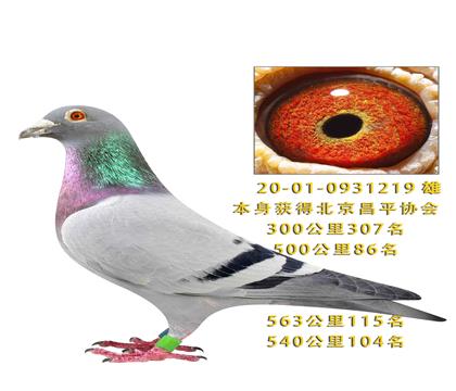 500����86��