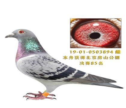 ������ɽ�������85��