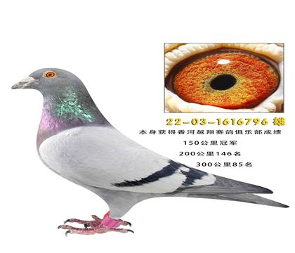 ���ܸ������ǿ�150����ھ�