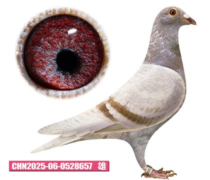 范登布克-好红号657