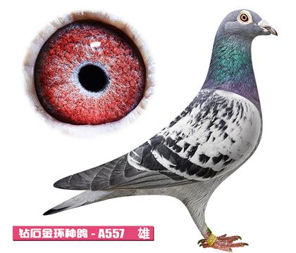 利奥-奥林匹克A557