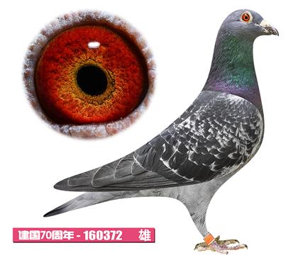 佛卡门-潘特先生372