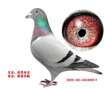 ���ǲ���