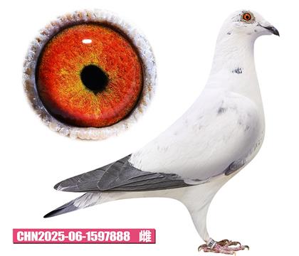 ���ǲ�����-�û�����888