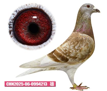 ���ǲ���-���ض�213