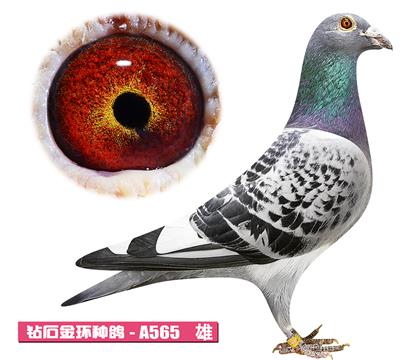 ������-�޵�����A565