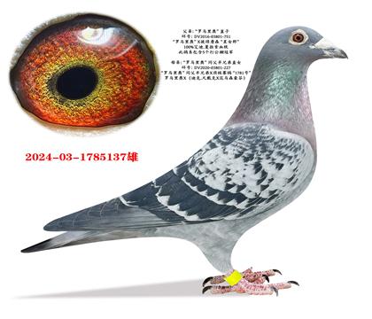 ����ר�ߡ�������¡�ֱ��X�������ȫ�ֵ�ֱŮ