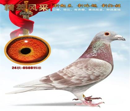 ������Ѫϵ