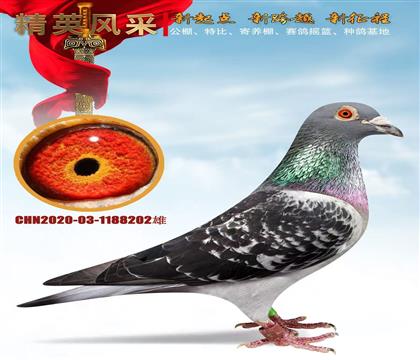 �¸��׵ϸǱȡ��ɼ��븸��