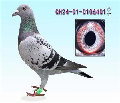 ���գ�����ƥ�˺�˹����ֱ��Ů401