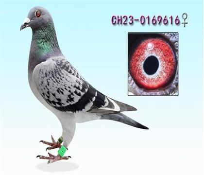 ���գ����¡����ҡ������ϲ���616